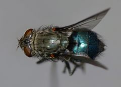 Ptilonesia auronotata