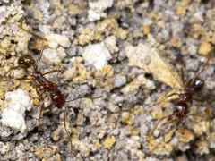 Aphaenogaster longiceps