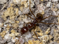 Aphaenogaster longiceps