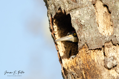 Campephilus melanoleucos