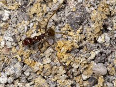 Aphaenogaster longiceps
