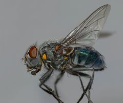 Ptilonesia auronotata