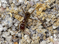Aphaenogaster longiceps