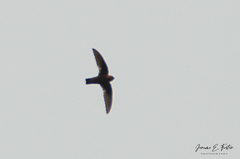 Streptoprocne rutila