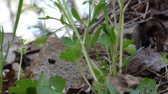 Ranunculus harveyi