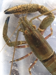 Macrobrachium americanum