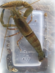 Macrobrachium americanum