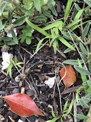 Aneides lugubris