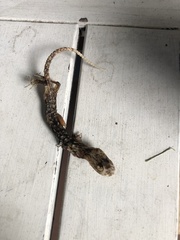 Aneides lugubris
