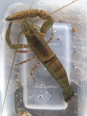 Macrobrachium americanum