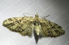 Eupithecia lanceata