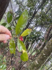 Brackenridgea australiana
