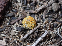 Caloplaca subpyraceella