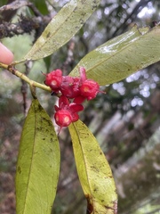 Brackenridgea australiana