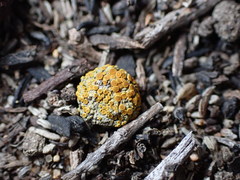 Caloplaca subpyraceella