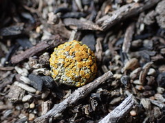 Caloplaca subpyraceella