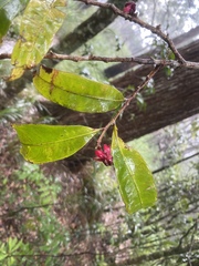 Brackenridgea australiana