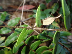 Pellaea calidirupium