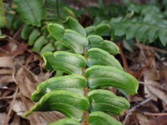 Pellaea calidirupium