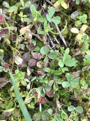Trifolium microcephalum