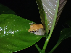 Diasporus diastema