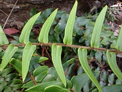 Pellaea calidirupium