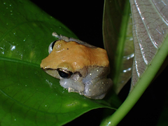 Diasporus diastema