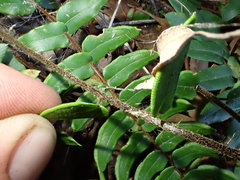Pellaea calidirupium
