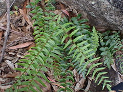 Pellaea calidirupium