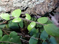 Pellaea calidirupium