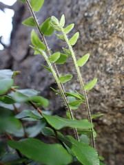 Pellaea calidirupium