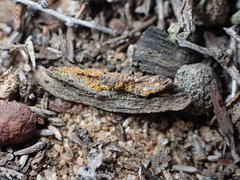 Caloplaca subpyraceella