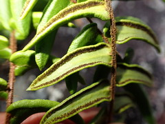 Pellaea calidirupium