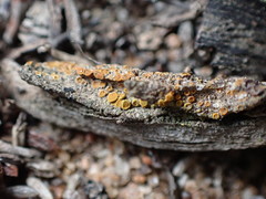 Caloplaca subpyraceella