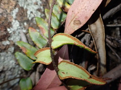 Pellaea calidirupium