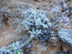 Mitrophyllum clivorum