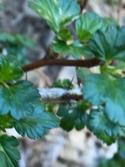 Ribes lobbii