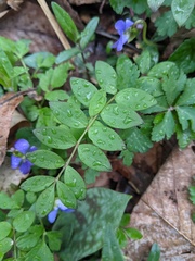 Polemonium reptans reptans