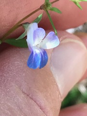 Collinsia grandiflora