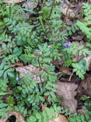 Polemonium reptans reptans