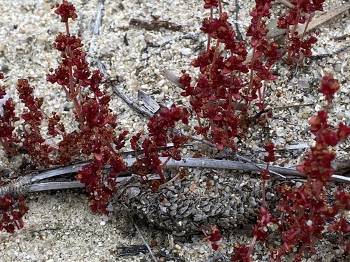 Crassula connata