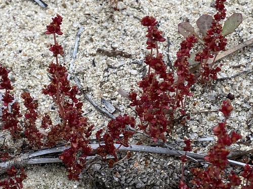 Crassula connata