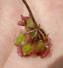 Cymopterus terebinthinus