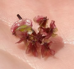 Cymopterus terebinthinus