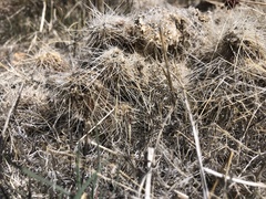 Opuntia polyacantha erinacea
