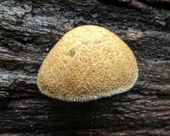 Crepidotus eucalyptorum