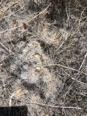 Opuntia polyacantha erinacea
