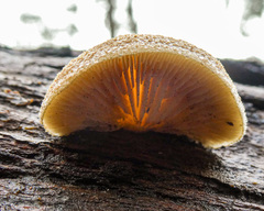Crepidotus eucalyptorum