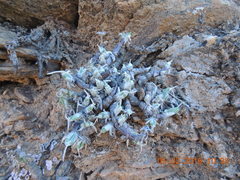 Mitrophyllum clivorum