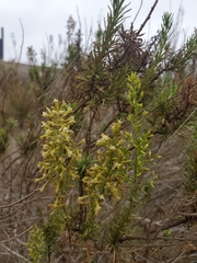 Ophryosporus triangularis